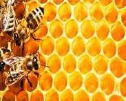 Lăptișorul de matcă - este produs de albinele lucrătoare cu scopul de a hrăni larvele în primele zile de viață și, mai ales, de a hrăni matca.