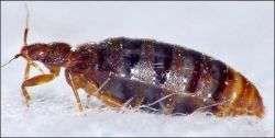Capusele Capusele sunt insecte parazite ce populeaza suprafata corpului - ectoparaziti.