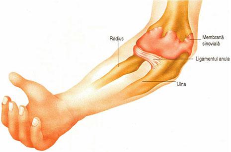 Membrele inferioare cuprind: coapsa - este portiunea dintre sold si genunchi gamba - reprezinta portiunea dintre genunchi si picior piciorul - este partea terminala a membrului inferior.