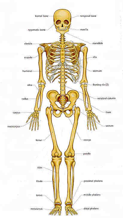 Sistemul osteo-articular Aparatul locomotor îndeplineste functiile de miscare ale diverselor parti ale corpului.