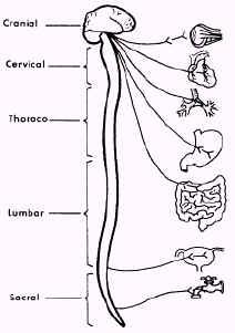 Coloana vertebrala este alcatuita din 33-34 de vertebre: 7 vertebre cervicale, 12 vertebre dorsale (toracale), 5 vertebre lombare, 5 vertebre sacrale sudate între ele (sacrul) si