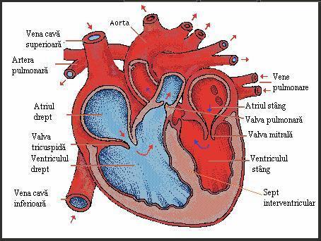 3. Notiuni de anatomie a sistemului circulator Sistemul circulator Aparatul cardio-circulator este format dintr-un organ central - inima - si un sistem închis de vase, format din artere - capilare -