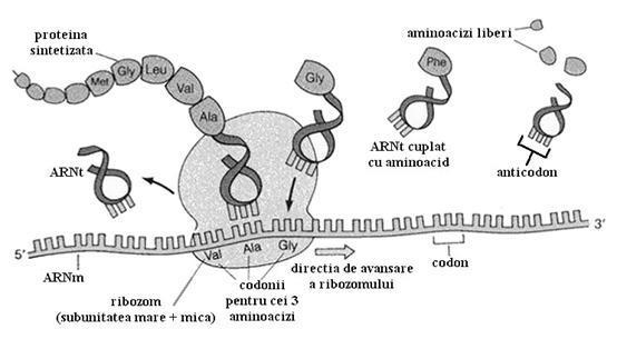 Figura 6. Translaţia Regulile care guvernează translatarea ARNm în proteine se numesc «cod genetic».