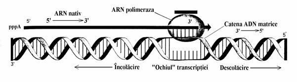 Figura 7. Iniţierea transcripţiei Secvenţe specifice din cadrul elementelor cis-reglatoare formează locuri de cuplare cu afinitate înaltă pentru anumiţi Factori de transcripţie.