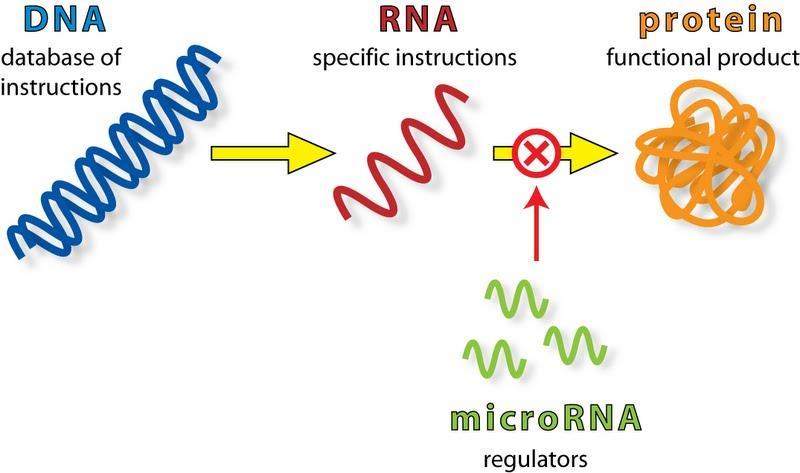 cuplarea la ARN-ul mesager ţintă, astfel blocând procesarea acestuia în ribozomi şi inhibând translatarea ARN mesager în proteine (Perkins, Jeffries şi Sullivan, 2005).