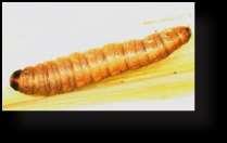 larva de