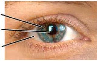 Anatomia ochiului uman iris pupilă sclerotică sclerotică iris cornee pupilă cristalin