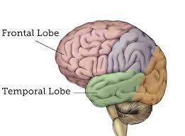 Lobul frontal: - prin intermediul său sunt aduse la nivel conştient comportamentele instinctive şi emoţiile; - elaborează schema comportamentală finală în diferite comportamente; - sediul