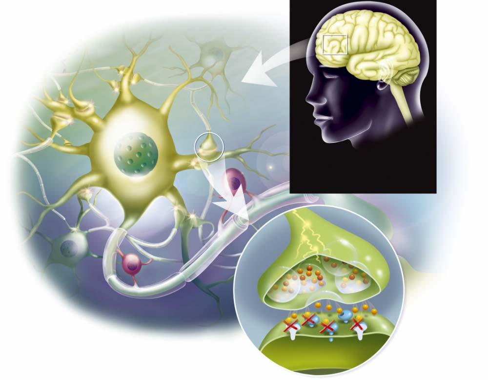 2D. Bazele neurochimice ale comportamentului Neuromediatorii = substanţe care realizează transmiterea informaţiei nervoase între neuroni şi de la neuron la fibra musculară striată sau