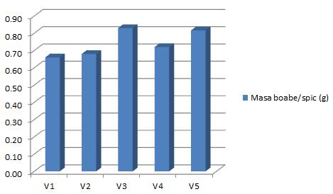 cuprinsă între valorile de 0,66 g și 0,83 g, cea mai mare valoare fiind înregistrată la varianta V3, urmată în ordine descrescătoare de variantele V5, V4, V2 și V1 (Figura 8).