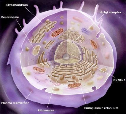 Cellular accumulations Leziunile (acumulările) intra- şi extracelulare reversibile.