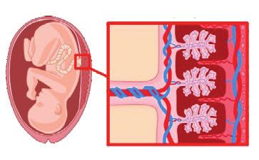 Unitatea VI. FUNCȚIA DE REPRODUCERE Verifică-ţi cunoştinţele! I. La itemii de mai jos, identifică o singură variantă corectă. 1. Fecundaţia are loc în: a. Ovar b. Uter c. Trompa uterină d. Vagin 3.