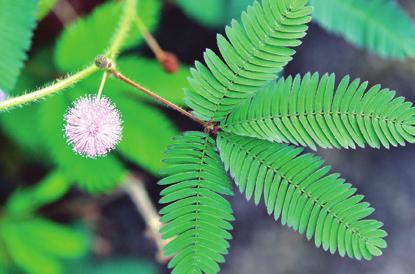temperatură (de exemplu, floarea de lalea se deschide la temperaturi ridicate); seismonastiile produse de factori me canici (de exemplu, la Mimosa pudica fig.