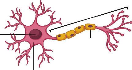 Axonul se extinde din corpul celular și dă naștere la ramuri mai mici în porțiunea terminală.