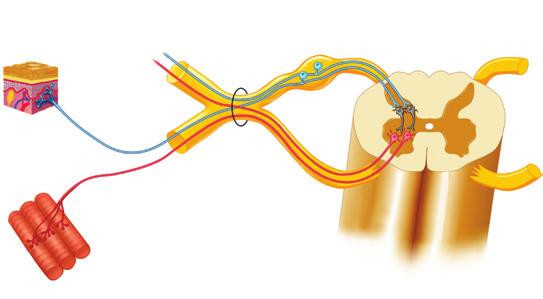 Unitatea II. FUNCȚIILE DE RELAȚIE SISTEMUL NERVOS Nervii spinali conectează măduva spinării cu recep torii din piele, cu mușchii și cu organele interne din torace și abdomen.