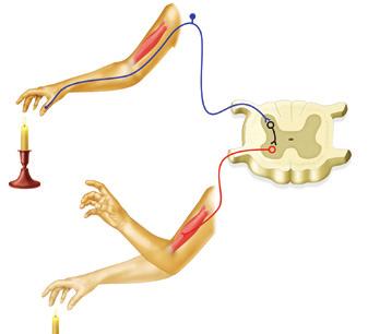 Funcţiile măduvei spinării Măduva spinării asigură două funcții importante, cu rol în adaptarea organismului la mediu și reglarea activității organelor interne.
