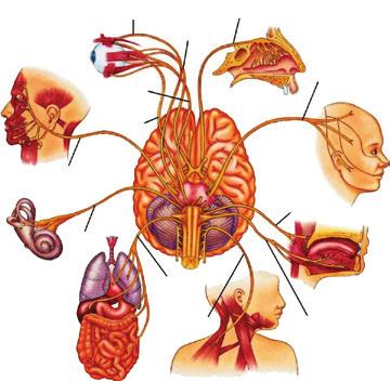 cerebelul; mezencefalul, în partea superioară, acoperit de emisferele cerebrale.