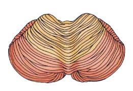 1), fiind situat în spatele trunchiului cerebral, cu care este conectat. Este împărțit în două emisfere, unite printr-o zonă mijlocie îngustă numită vermis (fig. 2).