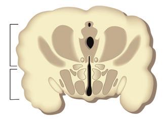 Unitatea II. FUNCȚIILE DE RELAȚIE SISTEMUL NERVOS Hipotalamusul (fig. 4) este situat sub talamus și este supranumit creierul vegetativ.