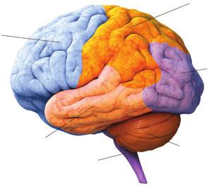 Amintește-ţi! Emisferele cerebrale De ce ai amintiri din copilărie? Cum învățăm să vorbim, să cântăm, să desenăm? Descoperă!