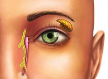 diametru este modificat de mușchii irisului pentru a regla cantitatea de lumină care ajunge la retină. Tunica internă, retina, căptușește cele 2/3 posterioare ale coroidei.