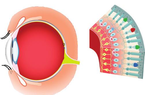 După forma prelungirii lor, celulele receptoare din retină sunt de două tipuri: cu con și cu bastonaș.