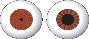 Rolul ochiului Ochiul primește lumina de la corpurile luminoase sau de la corpurile luminate.