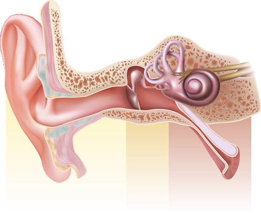 Pavilionul urechii prezintă pe suprafața sa neregularități care permit captarea sunetelor și orientarea lor spre conductul auditiv.