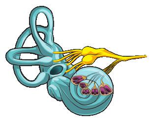 Urechea internă (fig. 2) se află într-un labi rint săpat în stânca osului temporal.