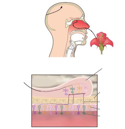 Nasul este un organ nepereche situat în mijlocul feței, care protejează cavitatea nazală formată din două spații simetrice numite fose nazale.