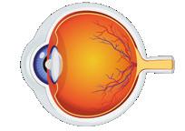 Sensibilitățile deservite de receptorii din piele sunt......,.... 3. Tunicile globului ocular sunt...,... şi.... 4. Retina cuprinde celule fotoreceptoare cu..., care asigură vederea.
