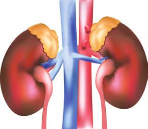 Unitatea IV. FUNCȚIILE DE RELAȚIE GLANDELE ENDOCRINE Amintește-ţi! Glandele suprarenale Care sunt glandele endocrine situate la polul superior al rinichilor?