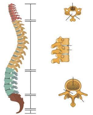 Coloana vertebrală din regiunea to ra cală, coastele și sternul formează cutia toracică. Scheletul membrelor se compune din centura care atașează membrul liber la trunchi.