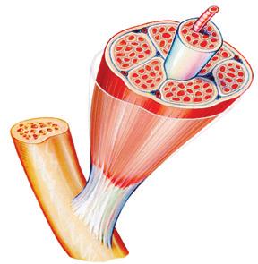 În structura unui mușchi scheletic se află: Țesut muscular striat format din fibre musculare lungi, grupate în fascicule.