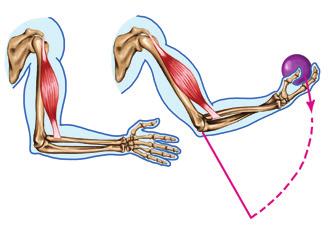 pârghie de ordinul II (fig. 3) arti culația dintre oasele gambei și picior (glezna); pârghie de ordinul III (fig. 4) arti culația dintre osul brațului și cele ale antebrațului (cotul).