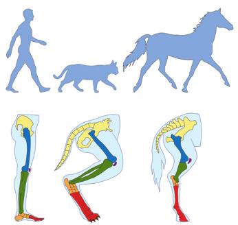 Mamiferele pot merge, alerga sau sări. Tipul de mers, adică modul în care calcă, influențează puternic viteza de deplasare, așa cum este prezentat în diagrama din fig.