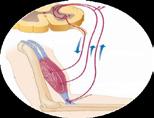 presiunea exercitată asupra cartilajelor SISTEMUL NERVOS analiza și sinteza semnalelor primite de la receptori: SENZAȚII,