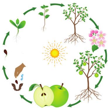 Unitatea VI. FUNCȚIA DE REPRODUCERE Amintește-ţi! Creșterea și dezvoltarea plantelor Care sunt funcţiile seminţei şi ale fructului? Care sunt principalele etape ale germinaţiei seminţelor? Descoperă!