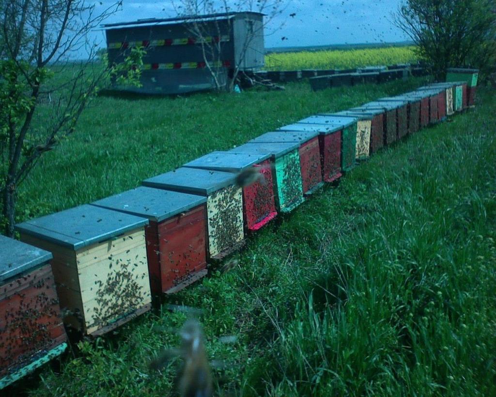 Fig.3 Stupină în pastoral la rapiță O problemă sensibilă o reprezintă tratamentele fitosanitare ale rapiţei, care pot avea repercusiuni negative asupra familiilor de albine.