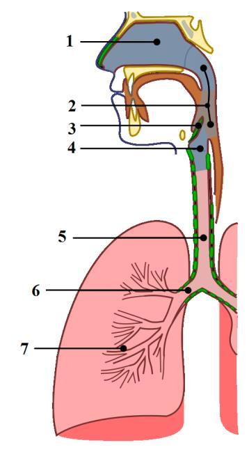 2 - este un cartilaj al laringelui numit mărul lui Adam ; C. 3 - coboară când trece bolul alimentar, închizând intrarea în laringe; D.
