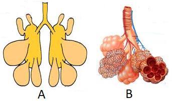 A B C D 4 - stomac 5 - la nivelul lui se finalizează 9 - dilatare a faringelui procesul de digestie a hranei existentă la păsările granivore 2 - ficat 1 -tub prin care înaintează hrana 10 - organ cu