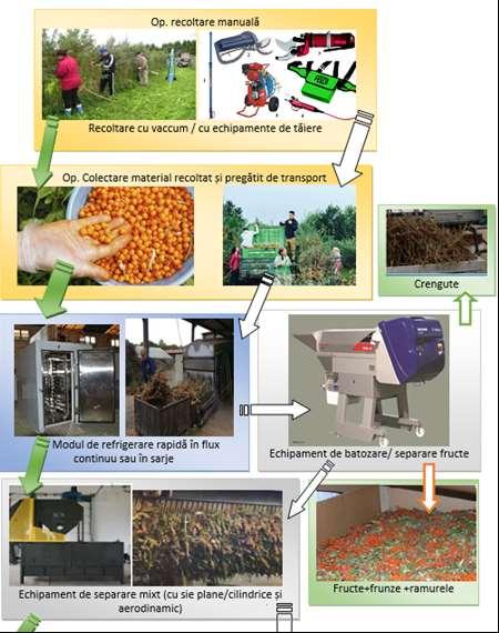 În România plantațiile de cătină pe care pot fi implementate tehnologii mecanizate de întreținere și recoltare sunt foarte mici ca suprafeţe și din aceste considerente tehnologia ce se poate