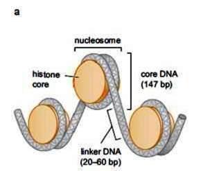 linker (de legătură) Asamblarea/împachetarea în nucleosomi = prima etapă şi esențială în compactarea ADN ului Prin