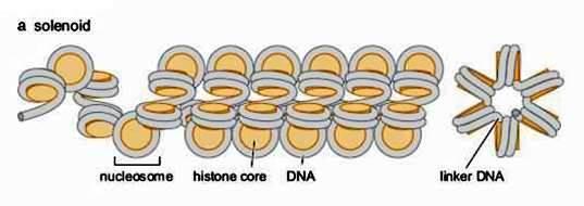variază (distanța dintre nucleosomi) Modelul ZIGZAG Se formează un superhelix ce conține 4 nucleosomi per spiră ADN ul linker TRECE prin axul central al superhelixului Zonele de intrare şi ieşire a