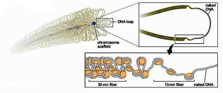 Următoarea etapă în compactarea ADN = formarea de bucle mari Formarea nucleosomilor + formarea fibrei 30 nm Æ compactarea ADN cu scurtare pînă la de 40 de ori Este încă insuficient Æ este necesară