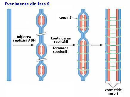Structura cromozomilor se schimbă de a lungul ciclului celular Gradul de condensare a materialului genetic variază în timpul unui ciclu celular Interfază condensare mai redusă a materialului genetic,