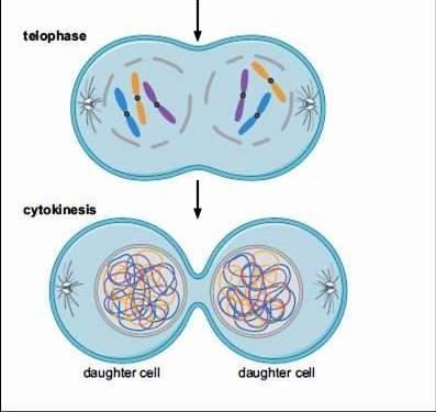 condensarea cromozomilor condensarea cromozomilor ) La sfârşitul diviziunii celulare reîncepe