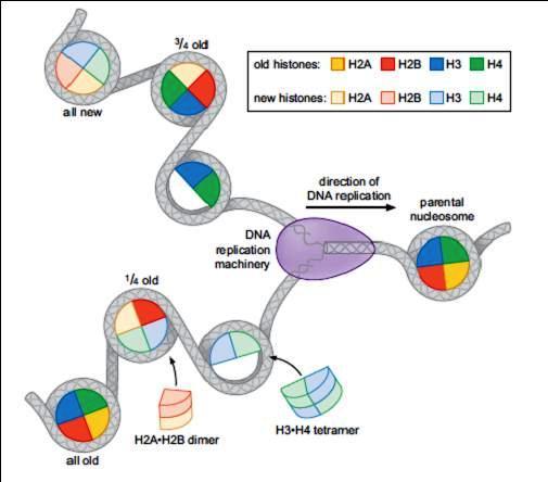 DEZASAMBLAREA / ASAMBLAREA NUCLEOSOMILOR în replicarea ADN Nucleosomii sunt dezasamblați pe molecula parentală, în fața bifurcației de replicare asamblați pe moleculele fiice, în ordinea anterior