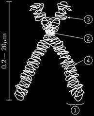 (1) Chromatid one of the two identical parts of the chromosome after S phase.