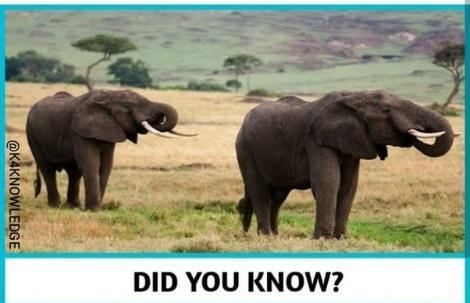 Elefanții pot simți apa dela o distanță de ~ 5 Km Femurul